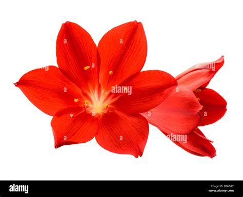 Isolated Orange Flower Hi Res Stock Photography And Images Alamy