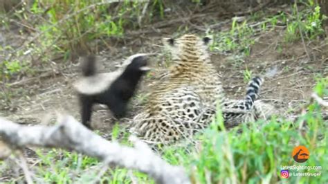 Honey Badger Fights Back After Leopard Catches Her Young Travel Reporter