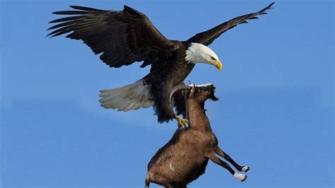 Attacking Eagle Vs Helpless Deer L شاہین ہرن کا شکار کرتے ہوئے