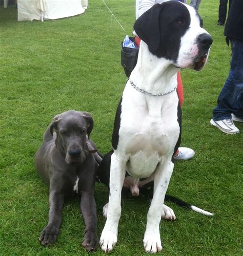 A Blue And A Mantle Great Dane Waiting On Their Class At A Show Great