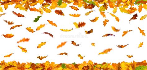 Seamless Falling Autumn Leaves Stock Image Image Of Closeup Brown