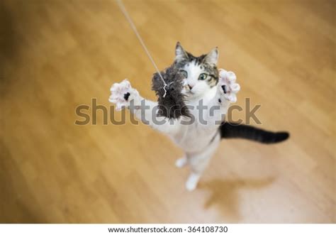 Cat Catching Toy Stock Photo Edit Now 364108730