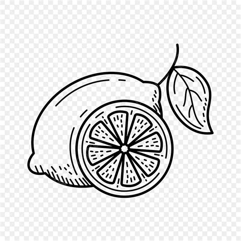 Gambar Ilustrasi Vektor Lemon Dengan Gaya Desain Yang Digambar Tangan