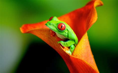 🔥 Download Frog Wallpaper Hd Beautiful Desktop By Brianb17 Hd Frog