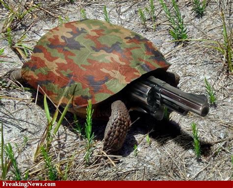 Daily Amazing Fun Funny Pictures Of Animals With Guns