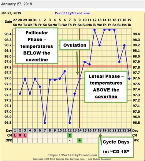 how to confirm ovulation with bbt