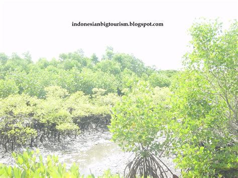 Beautiful Mangrove Forest In Bali Indonesia ~ Indonesia Tourism