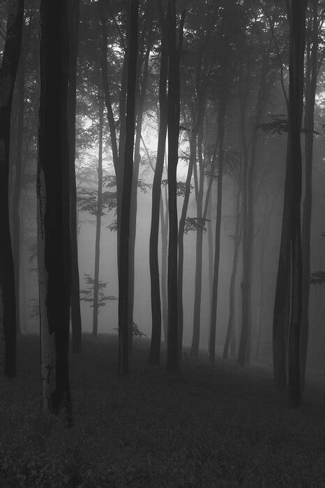 Mystical Forest Elegantes Poster Photowall