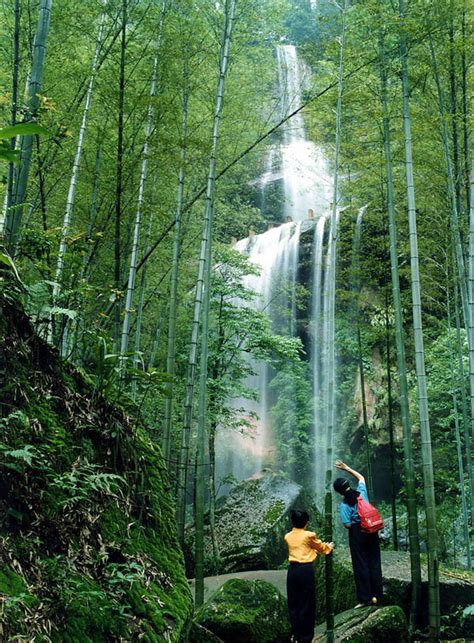 Photo Image And Picture Of Bamboo Sea In Southern Sichuan Sichuan