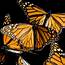 Monarch Butterfly Facts And Photos