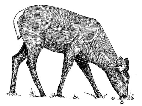 Fileanimal Line Art Drawing Wikimedia Commons