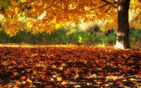 Autumn Panoramic Wallpapers Top Free Autumn Panoramic Backgrounds