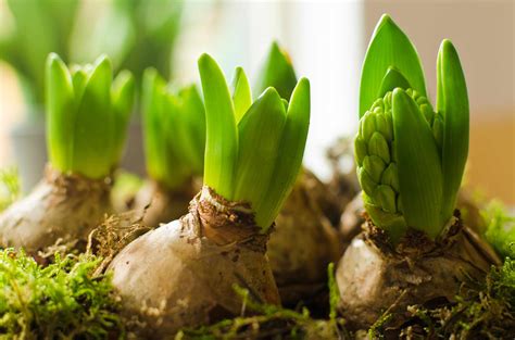 Hyacinth Care Guide Before And After Flowering