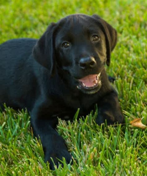12 Favorite Black Dog Breeds