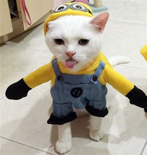 31 Halloween Cat Costumes For People Who Really Love Their Cats