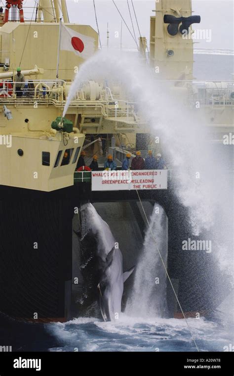 Japanese Whaling Fleet Kill Antarctic Minke Whales In The Southern