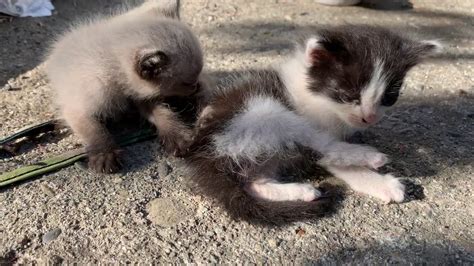 Found Cute Feral Kittens In Our Community Garden Ep 1 Youtube