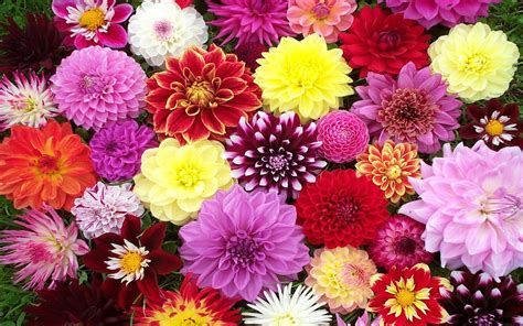 Download Colorful Colors Flower Nature Dahlia Hd Wallpaper