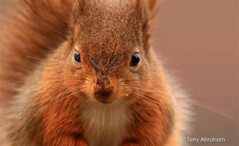 Saving The Red Squirrel Campaign For National Parks