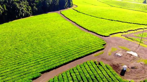 Aerial Photography Of Australian Tea Plantations Like Paddy Fields