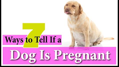 How Long Before You Can Tell Your Dog Is Pregnant