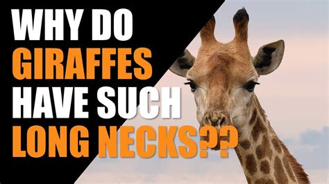 Why Do Giraffes Have Such Long Necks Youtube