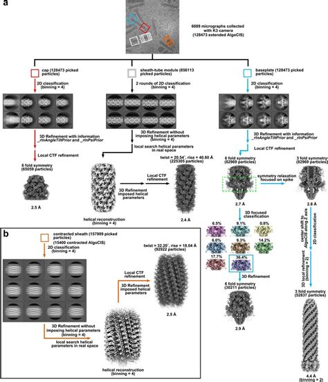 Workflows For The Cryoem Structural Determinations Of Extended Algocis