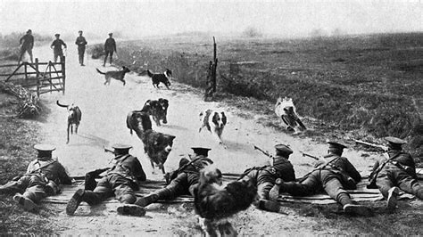 Bbc World War One At Home Shoeburyness Essex Training Dogs For War