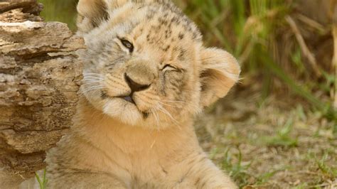 Desktop Wallpaper Lion Cub Baby Animal Cute Play 4k Hd Image