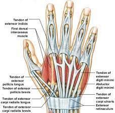 Dorsal Hand Tendon Anatomy Sexiz Pix