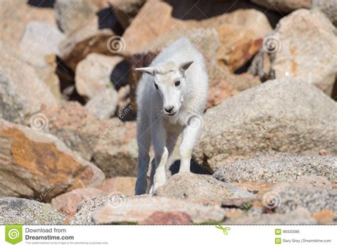 Baby Mountain Goat Mountain Goats In The Colorado Rocky Mountains