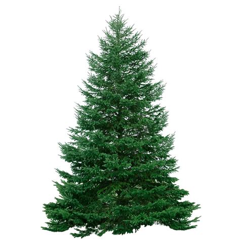 Real Balsam Fir Christmas Trees Ubicaciondepersonascdmxgobmx