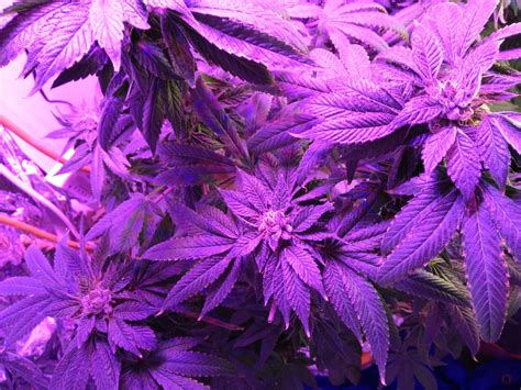 Purple Kush By Custom Breeder And Strain Strain Cannabis Seeds