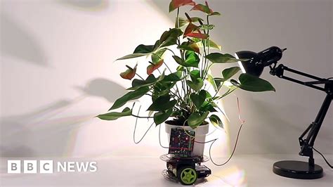 Cyber Plant Drives Towards Light And Other Tech News Bbc News
