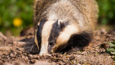 Defra Plans No New Badger Culling Licences After 2022 Farmers Weekly