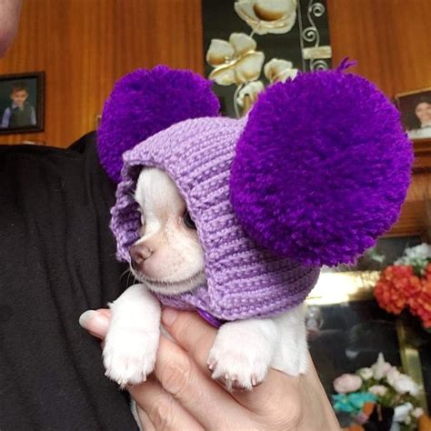 Custom Dog Hat Pom Pom Crochet By Myknitt Purple Pom Pom Puppy
