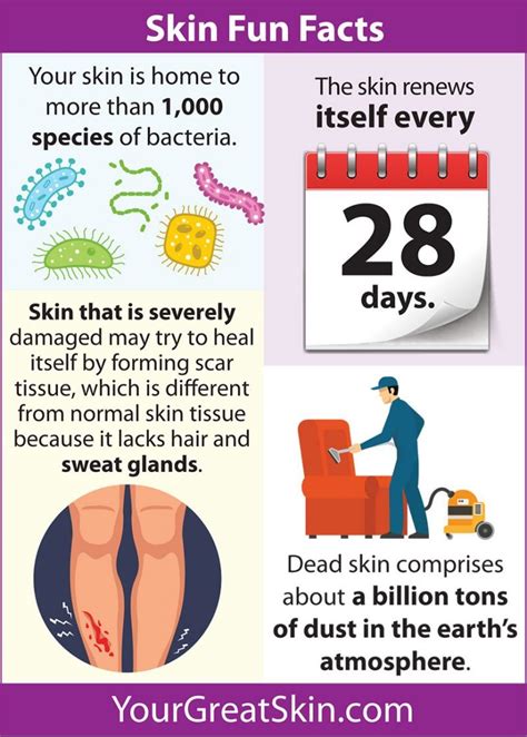 More Skin Fun Facts Your Great Skin