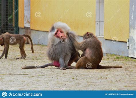 Monkeys Together In Zoo In Germany In Augsburg Stock Photo Image Of