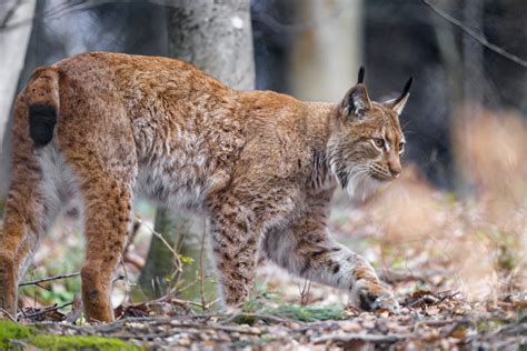 Lynx Walking In The Forest The Male Lynx Of The Wildpark L Flickr