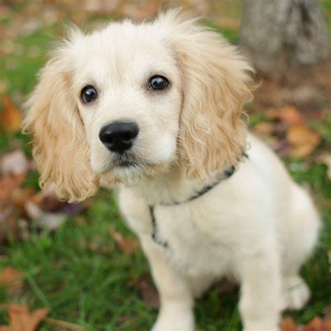 Cocker spaniel puppies for sale in ohioselect a breed. Sparky - Cocker Spaniel Mix Puppy