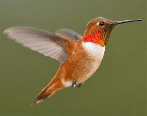 Rufous Hummingbird Migration Range Diet Facts Pictures