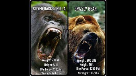 Gorilla Vs Grizzly Who Wins All About Powerlifting