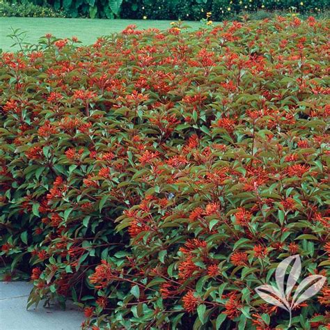 Compact Mexican Firebush Hamelia Patens Compacta Magnolia Gardens