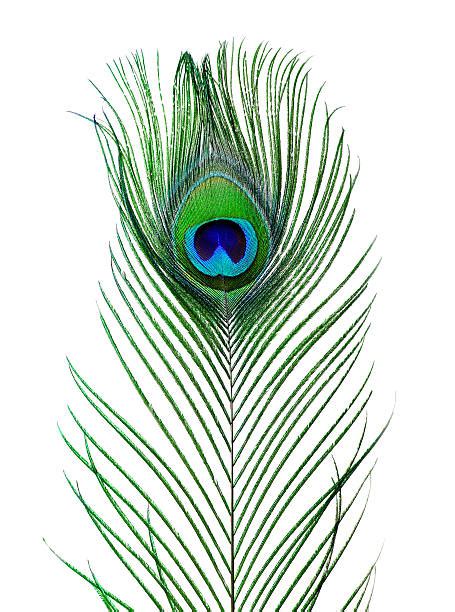 All lengths are approximate due to the natural feathers. Best Single Peacock Feather Stock Photos, Pictures ...