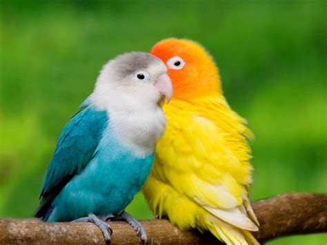 Colorful Cute Parrot Couple Parrot Picture 172877