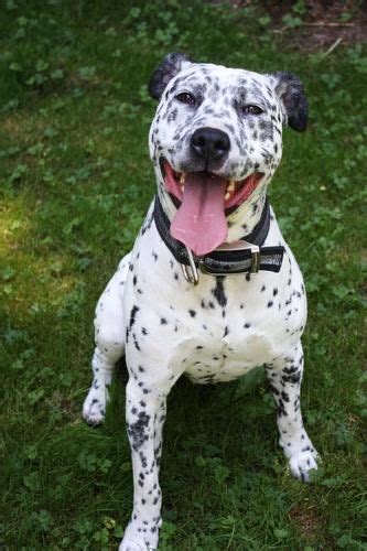 A Dalmatian Dog Sitting In The Grass With Its Tongue Out
