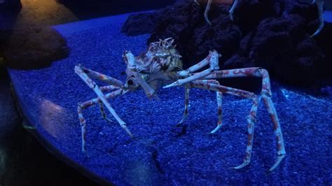 Aq Of The Smokies Spider Crab Zoochat
