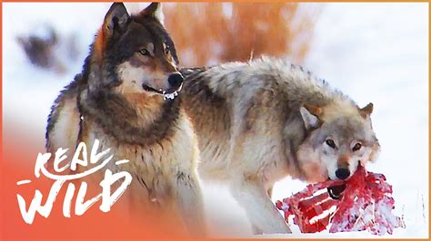 The Wild Wolves Of Yellowstone The War Of The Wolf Packs Part 2