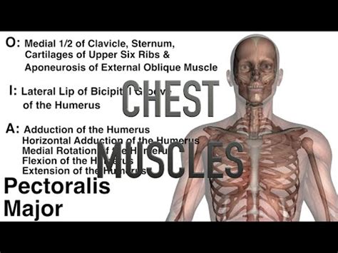Chest Muscles Origins Insertions And Actions Video Dailymotion