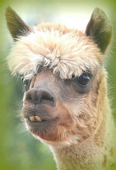 They Cant All Be Cute Cute Animals Funny Animals Funny Alpaca